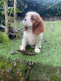 Maschietto di cavalier King