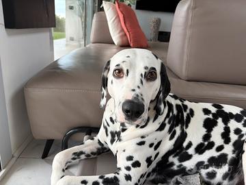 Cuccioli di dalmata disponibili