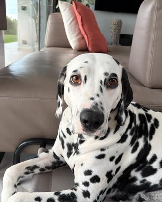 Cuccioli di dalmata disponibili