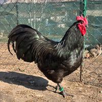 Gallo australorp