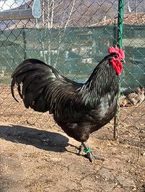 Gallo australorp