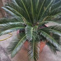 Cycas revoluta 