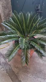 Cycas revoluta 
