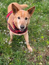 Adotta Billy dal canile