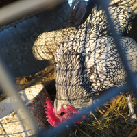 Coppia maschio e femmina di galline sebright