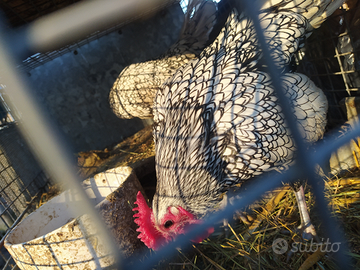 Coppia maschio e femmina di galline sebright