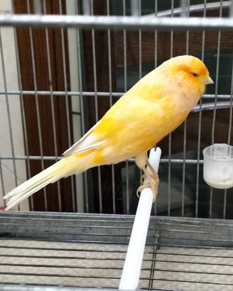 Canarini migliorato York