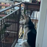 Husky femmina 7 mesi
