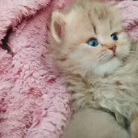 Gattina Scottish Higlands Golden