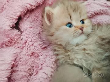 Gattina Scottish Higlands Golden