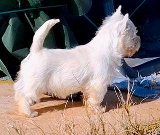 West highland white terrier pedigree