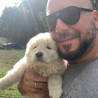 Cucciolo pastore maremmano abruzzese