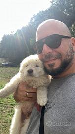 Cucciolo pastore maremmano abruzzese