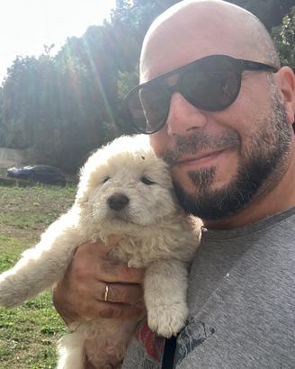 Cucciolo pastore maremmano abruzzese