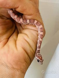 Pantherophis guttatus elaphe serpente del grano
