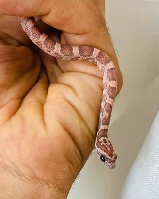 Pantherophis guttatus elaphe serpente del grano