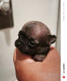 3 cuccioli di chihuahua 