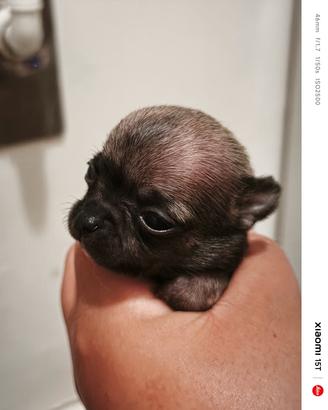 3 cuccioli di chihuahua 