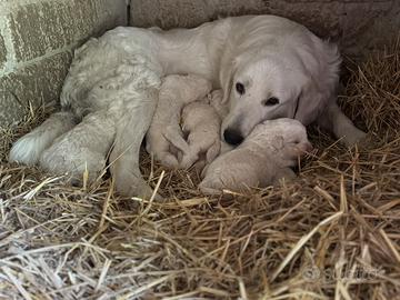 Cuccioli Pastore Abruzzese