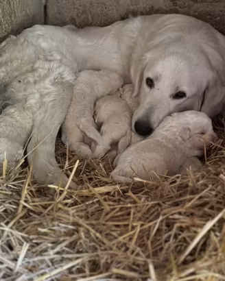 Cuccioli Pastore Abruzzese