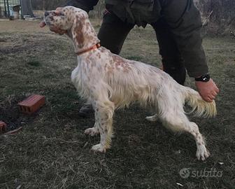 Setter inglese da beccacce