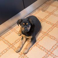 Cucciolo cane