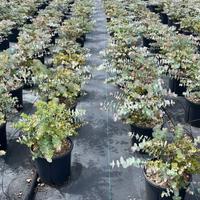 Eucalyptus cirenea