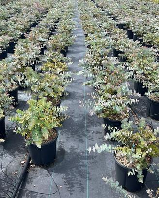 Eucalyptus cirenea