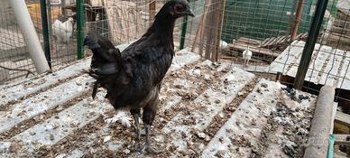 incrocio con Cemani