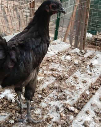 incrocio con Cemani