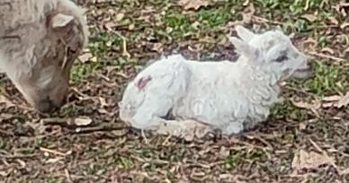 Maschi pecore skudde ARR ARR