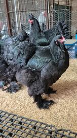 Brahma nera gallina da esposizione