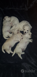 Bichon frisè a poil