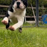 Femmina Boston Terrier