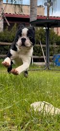 Femmina Boston Terrier