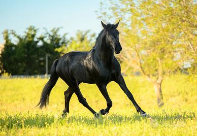 Cavallo Murgese