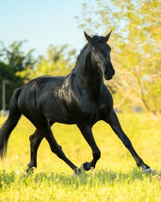 Cavallo Murgese
