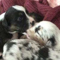 Australian Shepherd cuccioli