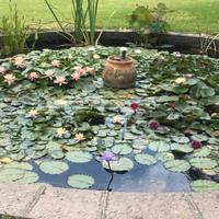 Piante acquatiche