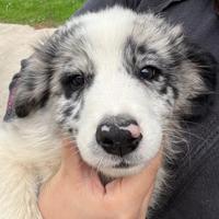 Cuccioli Border Collie