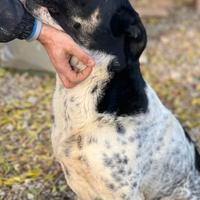 Oliver uno sguardo che parla al cuore