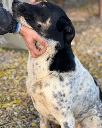 Oliver uno sguardo che parla al cuore