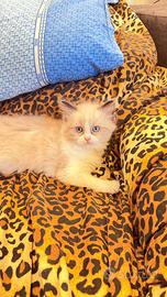 Splendida Cucciola di Ragdoll Blue Bicolour