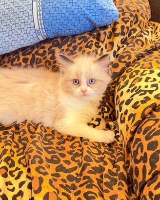 Splendida Cucciola di Ragdoll Blue Bicolour