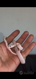 Serpente del grano