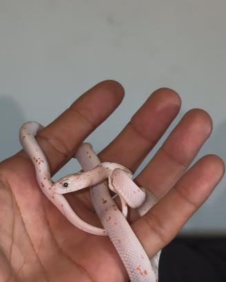 Serpente del grano