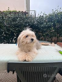 Incrocio maltese/ Maltipoo