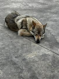 Cuccioli di lupo cecoslovacco