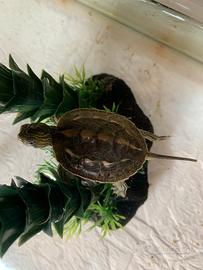 Tartaruga d'acqua dolce Mauremys sinensis baby
