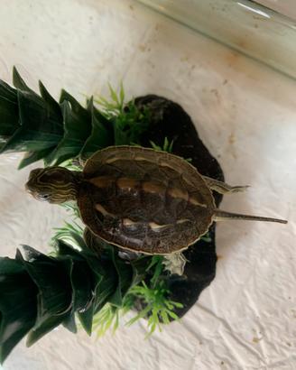 Tartaruga d'acqua dolce Mauremys sinensis baby